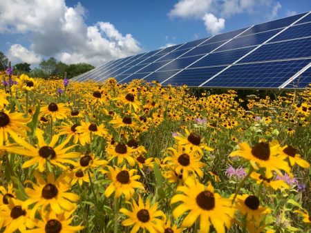 Prairie solar in bloom at Connexus Energy