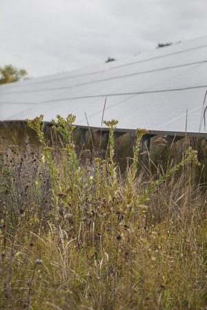 Connexus Energy Pollinator Friendly Solar Garden