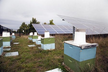 Solar Honey production at Connexus Energy Solar Garden